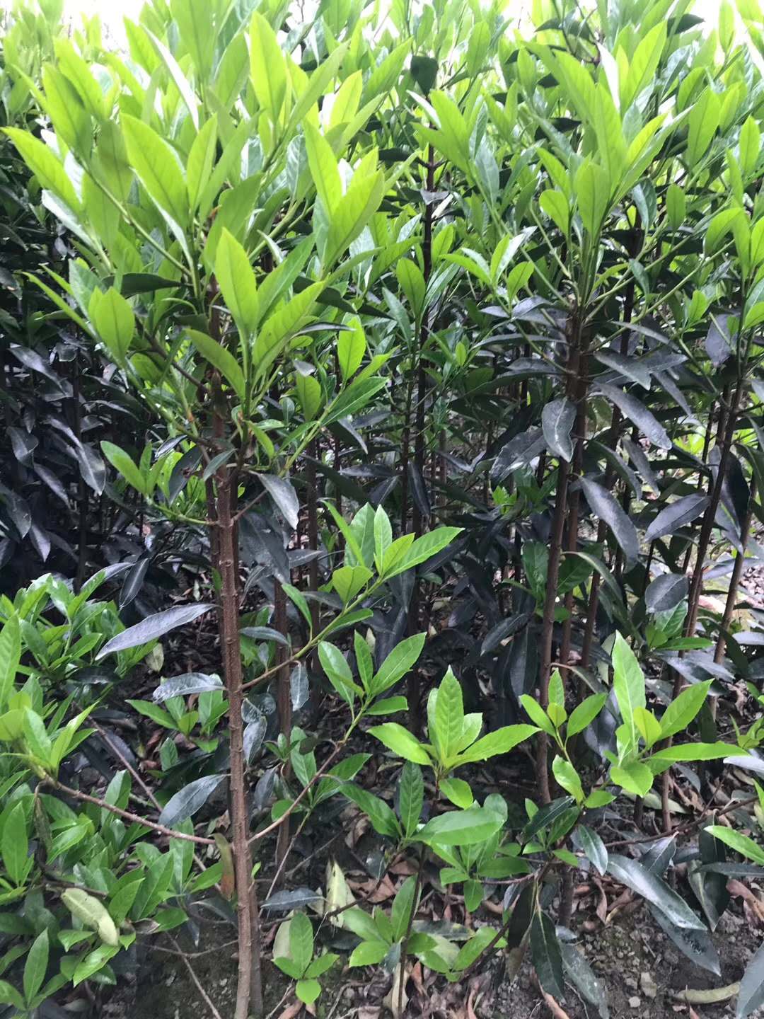 法國冬青價格表