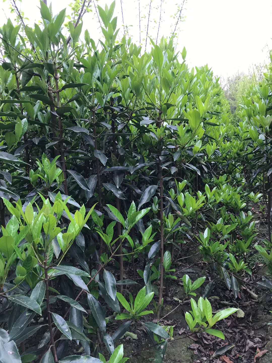 法國冬青0.5米、0.8米、1米價格表